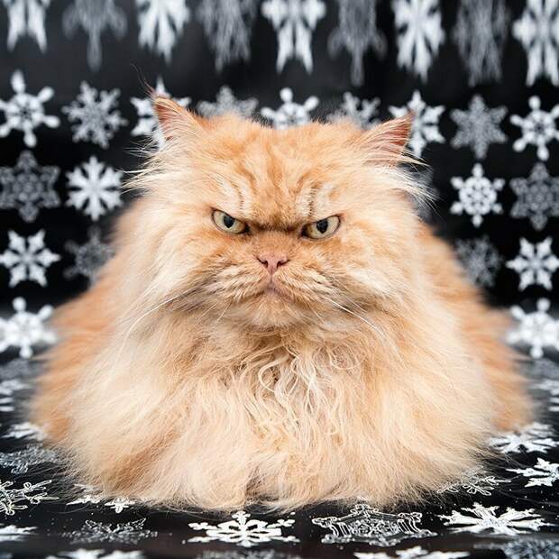Гарфи (Garfi) grumpy cat, животные, коты, кошка, кошки, мем, сердитая кошка, фото
