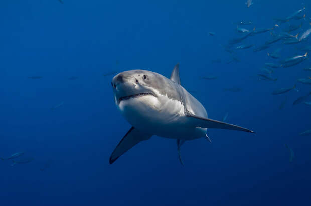 Фотограф Джордж Пробст разрушает стереотипы о белых акулах
