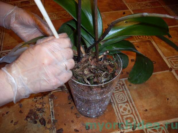 размножение орхидеи фото