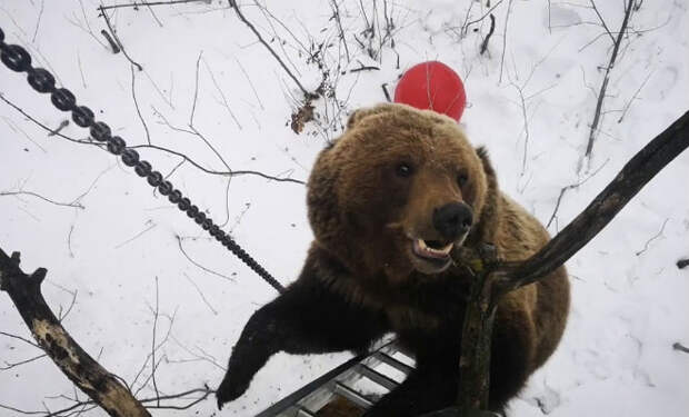 Почему спрятаться от медведя на дереве плохая идея
