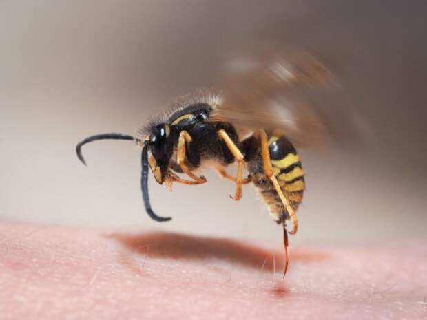 Пчела кусает – лук помогает. /Фото: toksikolog.com 