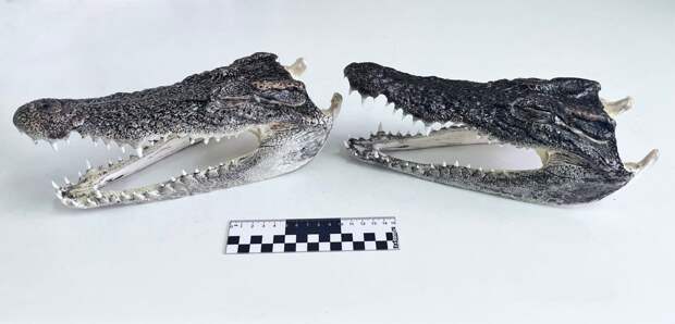 Таможенники нашли в чемодане пассажира из Таиланда головы двух крокодилов