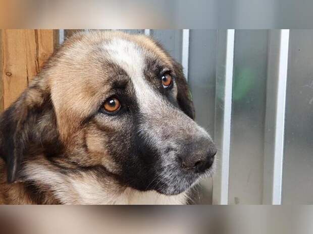 Собака искусала 3-летнего мальчика в Чите