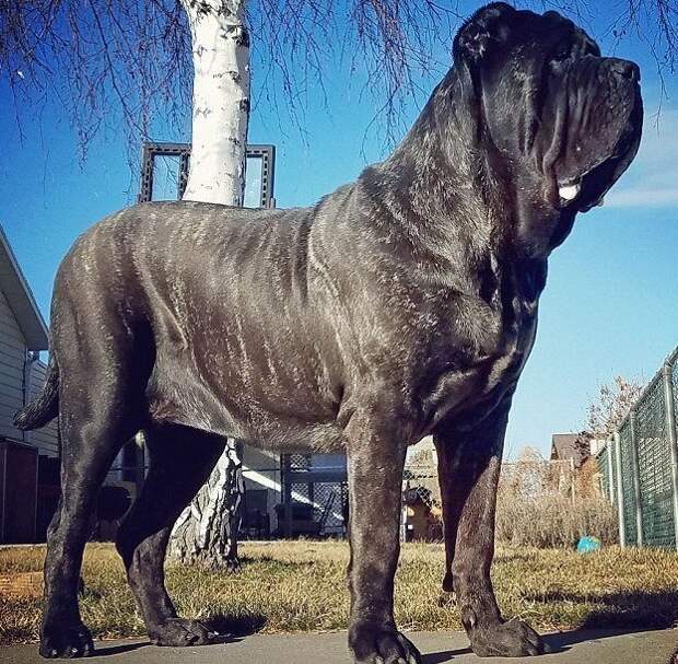 Самый большой щенок в мире живет в Юте американский молосс, гигантская собака, животные, молоссы, новая порода, самый крупный, собаки, щенок