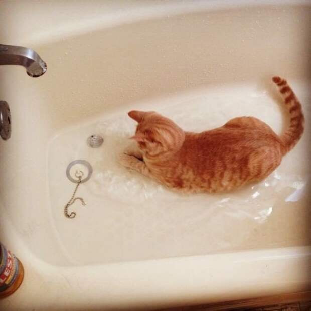 Снимки котиков, которые внезапно сломались и полюбили водные процедуры