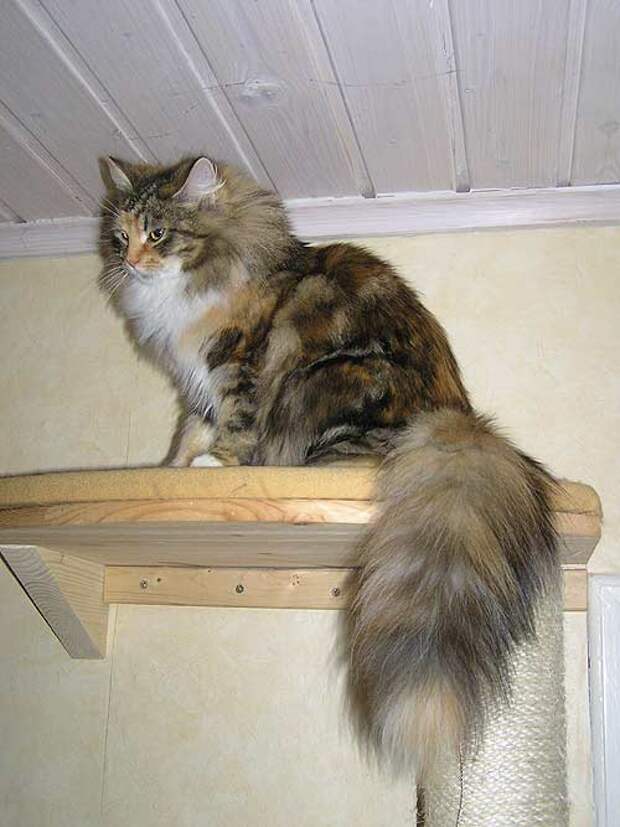 http://www.neva-katzen.de/seiten/minka/3_09-018.jpg