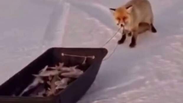 Наглая лисица / Кадр из видео: соцсети