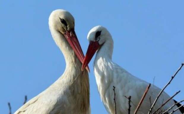 Amazing love story of one pair of storks 09