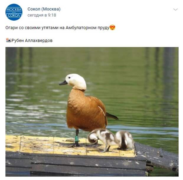 Фото дня: обитатели Амбулаторного пруда