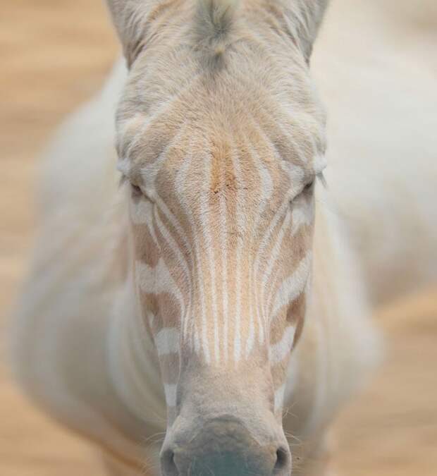 зебра-альбинос