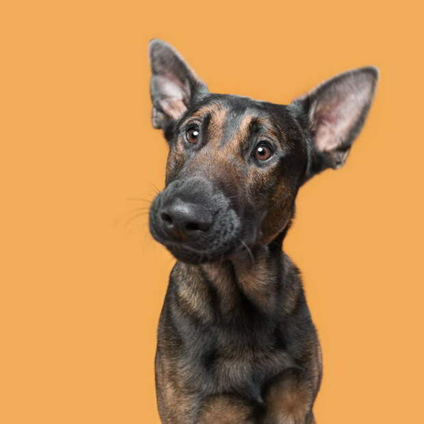 Такие разные характеры собак: фотопроект Elke Vogelsang Такие разные характеры собак: фотопроект Elke Vogelsang