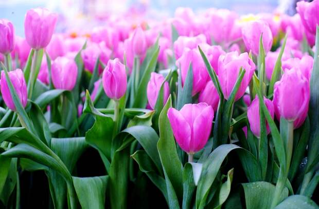 Тюльпан - цветок любви (легенды и интересные факты)
