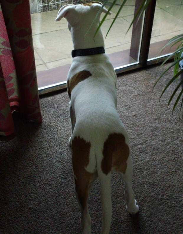 Ivor-looking-outside-1248205
