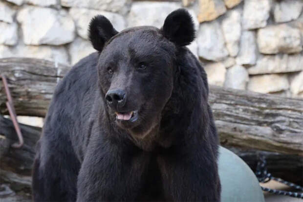 В Екатеринбургском зоопарке теплая погода не дала медведям впасть в спячку
