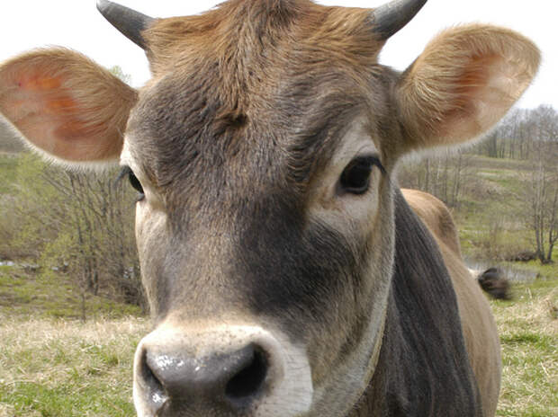 Индусы решили защищаться от коронавируса навозом коров