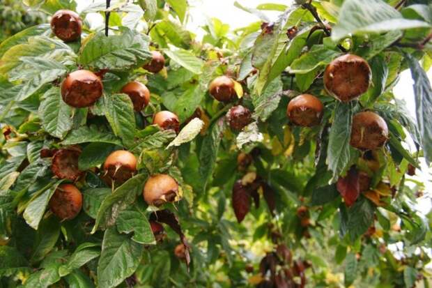 Плоды мушмулы германской на дереве