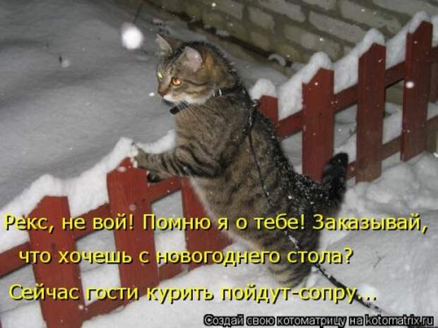 Свежая котоматрица (24 шт)