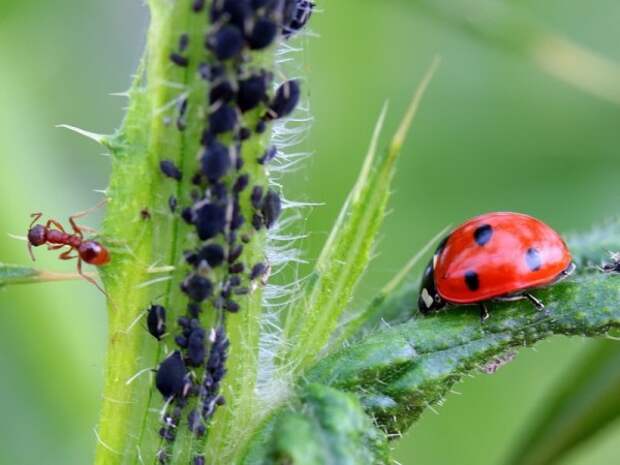 В парках Крыма начали выпускать божьих коровок для борьбы с вредителями