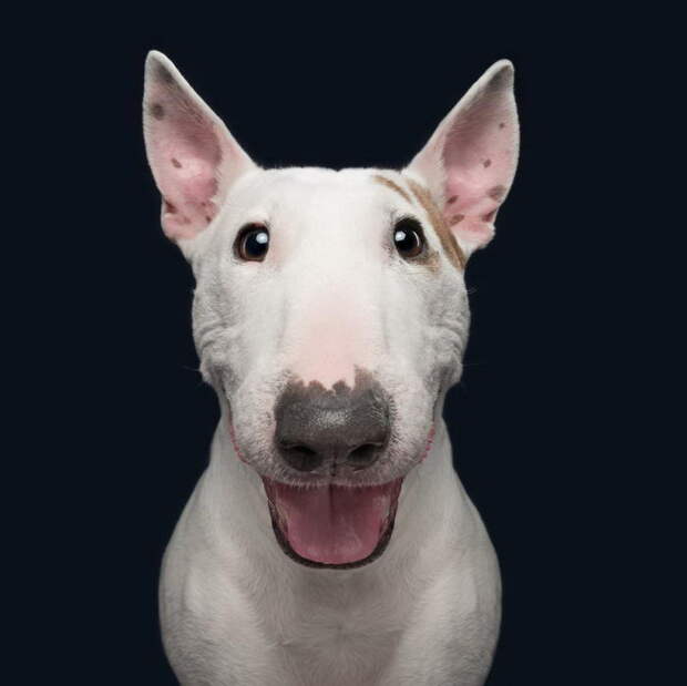 Такие разные характеры собак: фотопроект Elke Vogelsang Такие разные характеры собак: фотопроект Elke Vogelsang