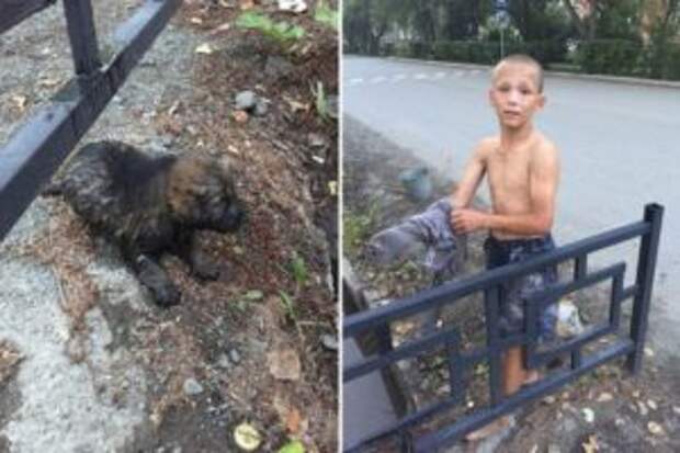 В Свердловской области 12-летний мальчик спас новорожденного щенка, которого дождём смыло в ливнёвку