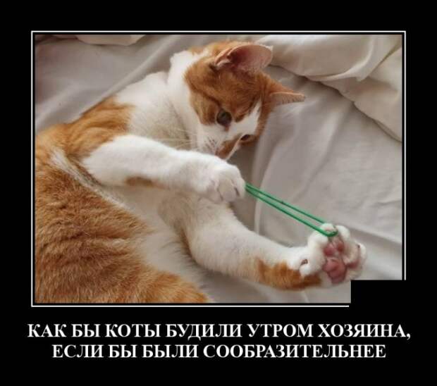 Демотиваторы (30 фото)