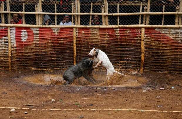 Жесткие бои кабанов vs собак в Индонезии