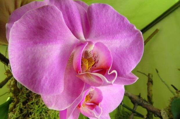 Где лучше всего разместить орхидеи - советы опытного садовода