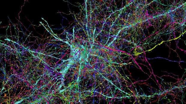 google harvard brain map human connectome