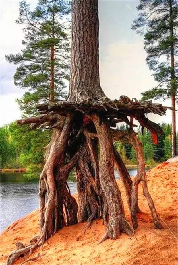 Кажется, дерево хочет свалить корневая система, корни, подборка, прикол, природа, флора, юмор