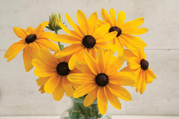 Рудбекия "Бабье лето" (Rudbeckia "Indian Summer")