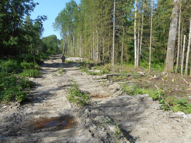 Лесозаготовитель незаконно срубил деревья, чтобы сделать дорогу в Тверской области