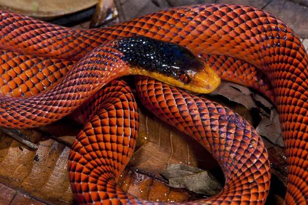 Индиец обнаружил у себя дома 40 ядовитых змей