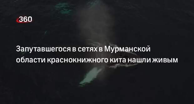 Запутавшегося в сетях в Мурманской области краснокнижного кита нашли живым