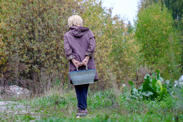 Жители Новосибирской области хвалятся в сети грибным урожаем