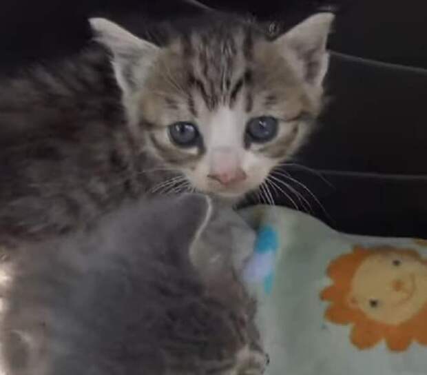 Полосатые котята Испуганные котята