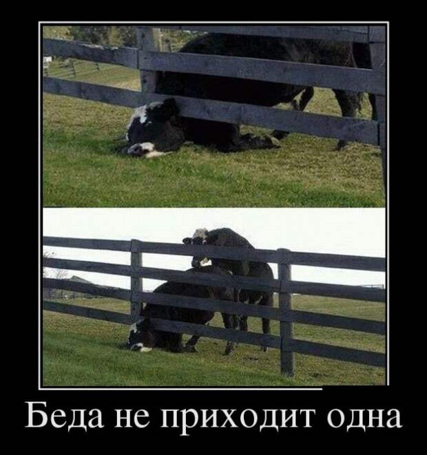 Демотиваторы