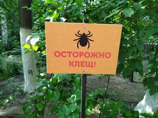 Почти 900 случаев присасывания клещей зафиксировано в Забайкалье