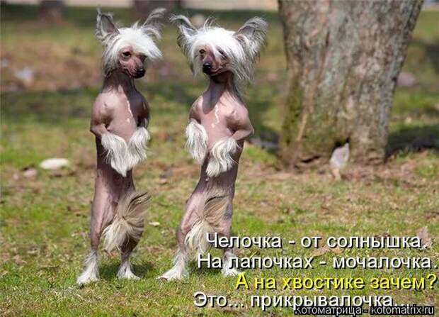 Лучшие котоматрицы недели (50 фото)
