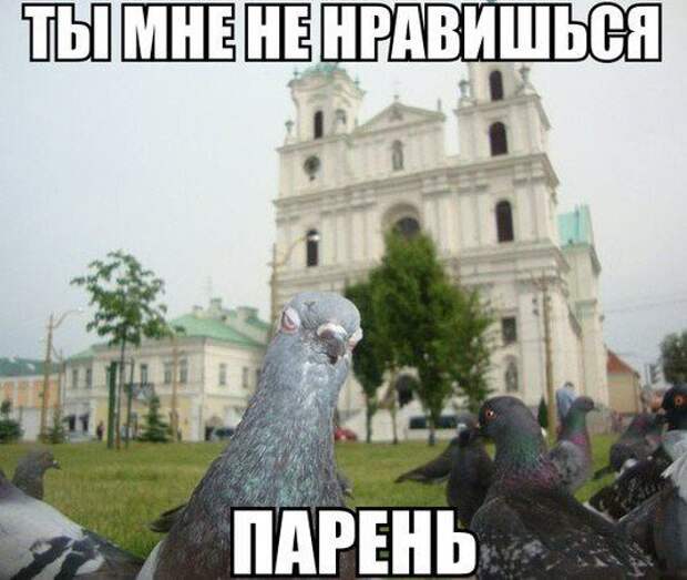 1453387456_memy-s-zhivotnymi-4