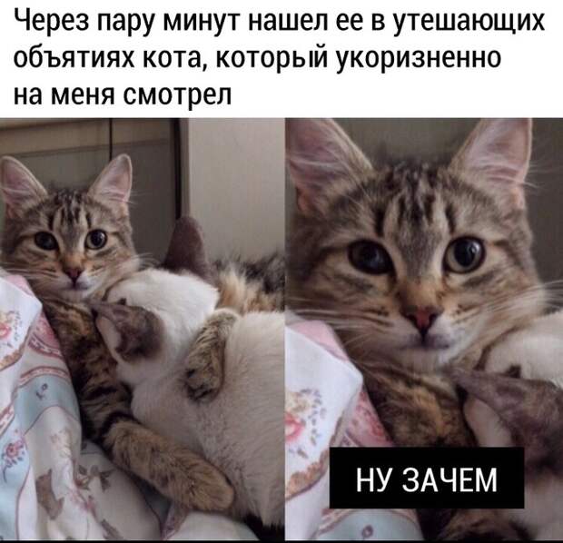 Накричал на свою кошку из-за того, что она была сильно приставучей Накричал на свою кошку из-за того, что она была сильно приставучей