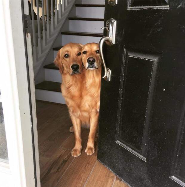 My Dogs Appear To Have Merged This Morning