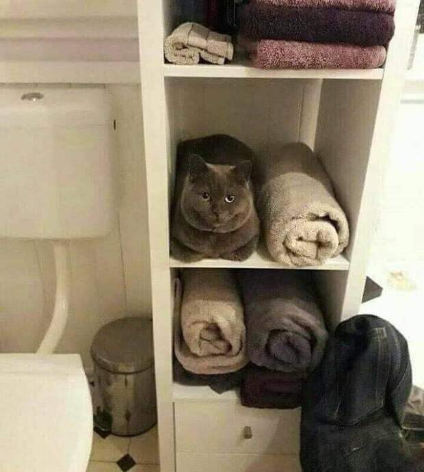 Когда котов находили там, где они не должны быть: 12 фото