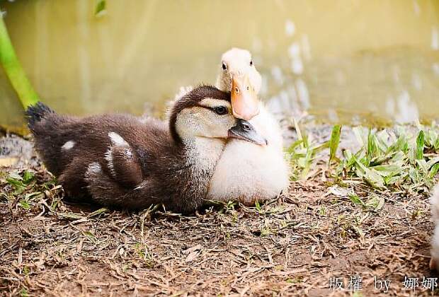 animals-love-couple-6__880