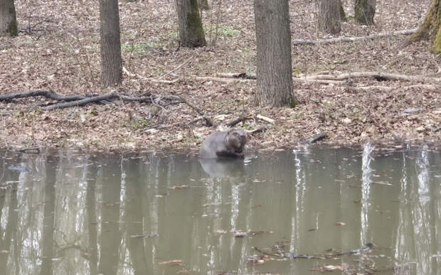 В затопленном Лесопарке Рязани заметили бобра