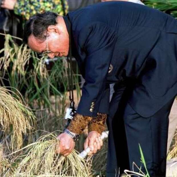 Король снимает урожай риса
