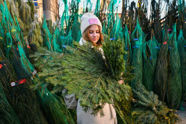 Организатор елочных базаров Мудрицкая: выбирать ель нужно осознанно