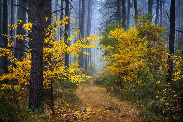 Осенняя прогулка по лесу. Radoslaw Dranikowski