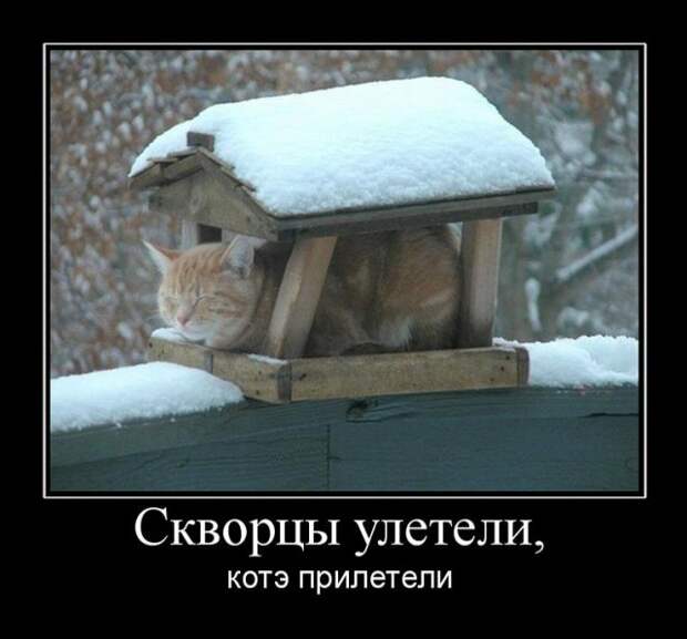 Прикольные картинки с надписями - суперподборка (130 картинок)