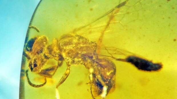 Обнаружена древнейшая пчела с прилипшей пыльцой и паразитами