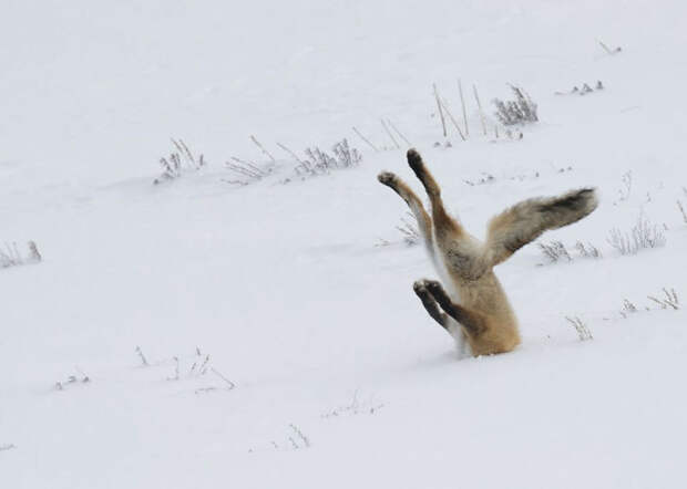 Winter Fox Photography